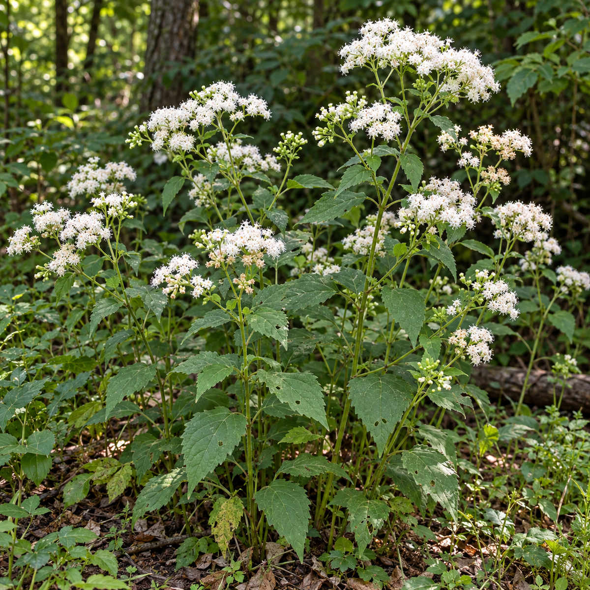 White Snakeroot, Ageratina Seed