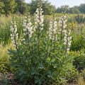 White Wild Indigo, Baptisia Seeds