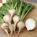 White Albino, Beet Seeds
