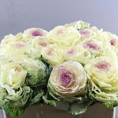 Condor Pure White, Ornamental Kale Seed