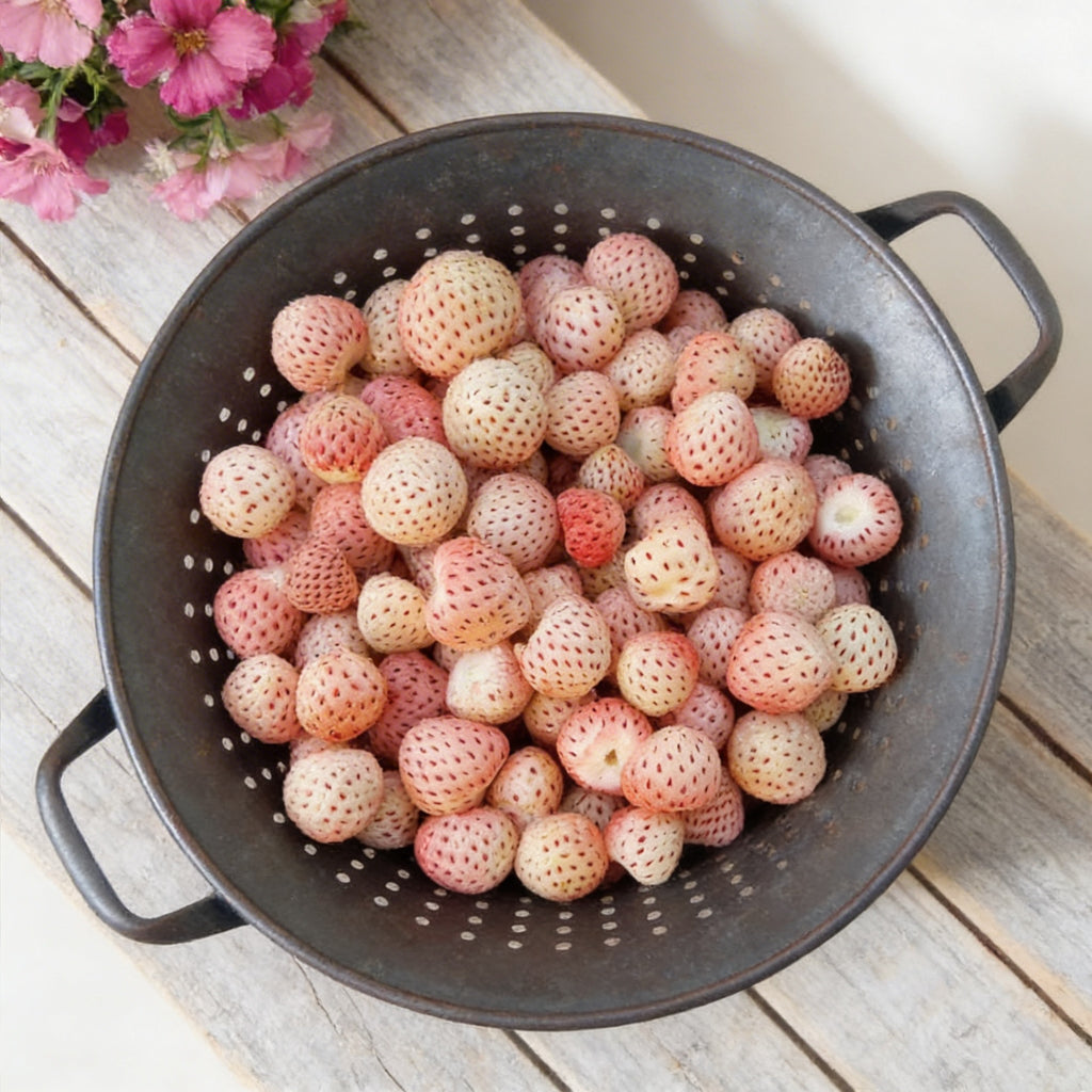 White Carolina Pineberry, Strawberry Roots