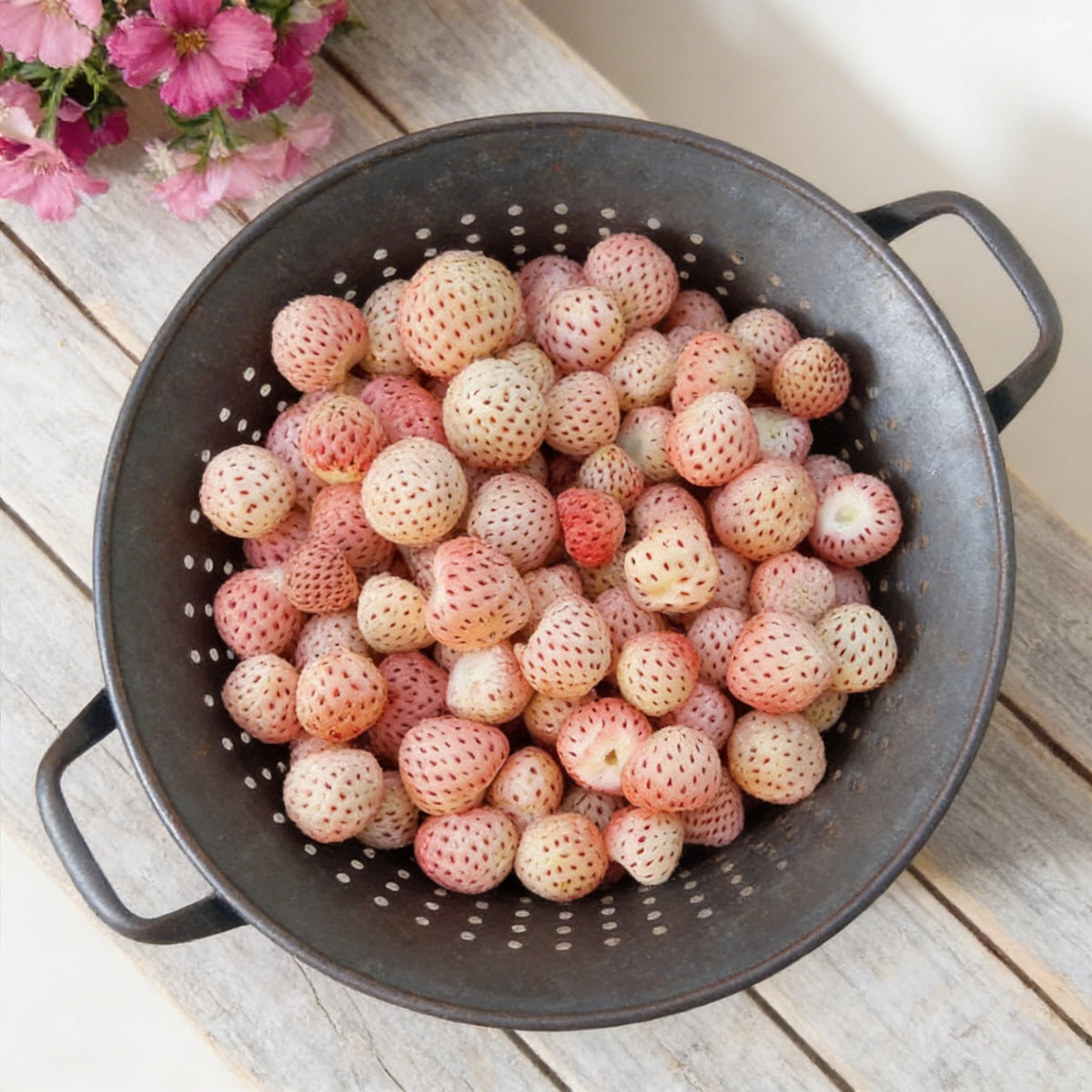 White Carolina Pineberry, Strawberry Roots