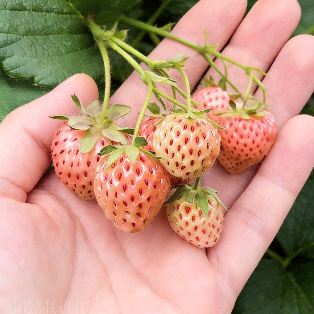 White Carolina Pineberry, Strawberry Roots