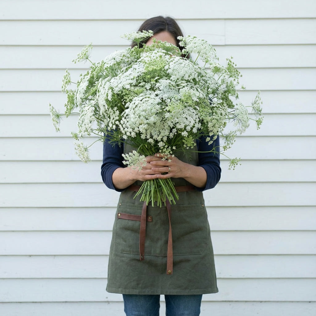 White Dill, Ammi