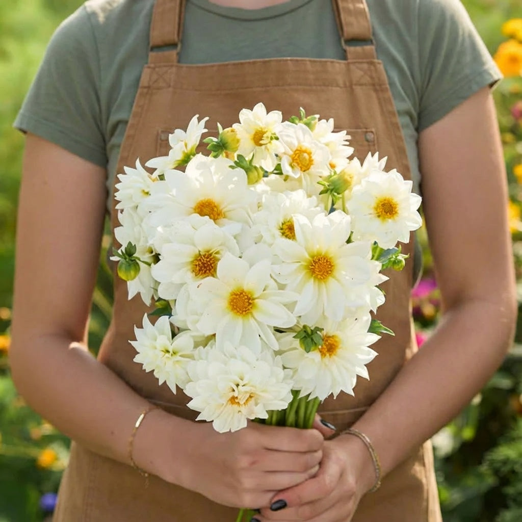 White Figaro, Dahlia Seeds