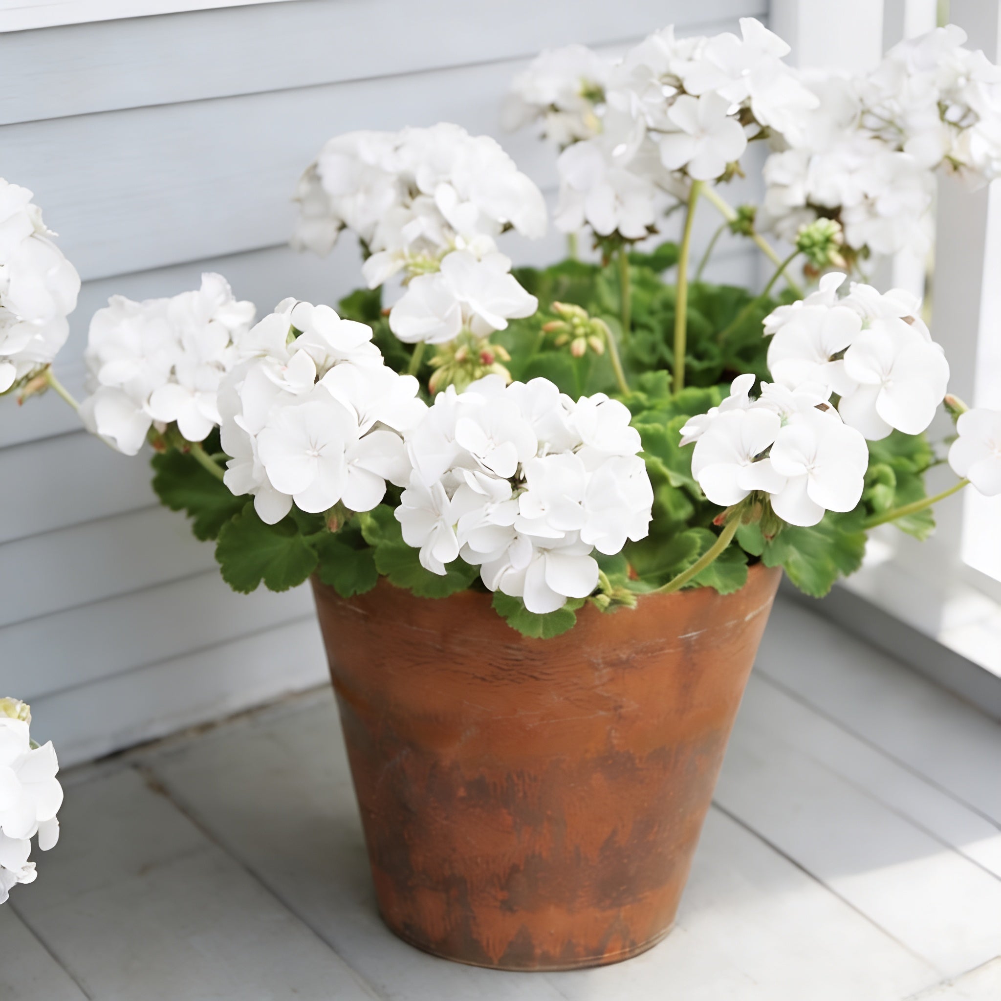 White Maverick, Geranium Seeds