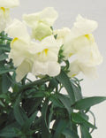 White Floral Showers, (F1) Snapdragon Seeds