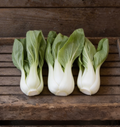 White Stem, Pak Choi Cabbage