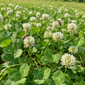 White Dutch Clover flowering crop