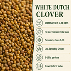 White Dutch Clover growing guide and seed