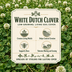 White Dutch Clover living mulch benefits