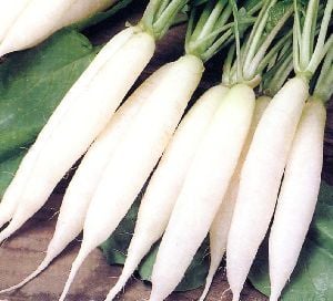 White Icicle, Radish Seeds