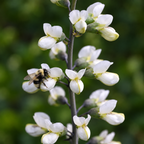 White Wild Indigo, Baptisia Seed