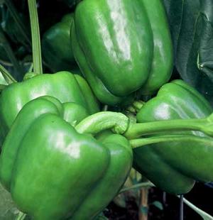 Whopper, (F1) Pepper Seeds
