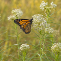 Whorled Milkweed plant