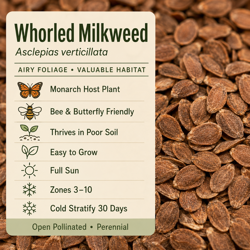 Whorled Milkweed seed