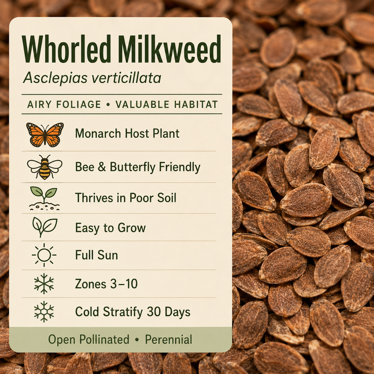 Whorled Milkweed seed