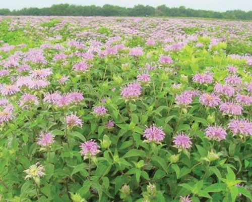 Wild Bergamot, Bee Balm Seed