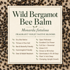 Wild Bergamot, Bee Balm Seed