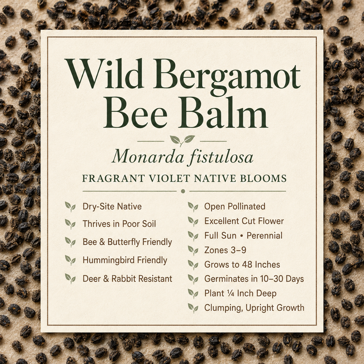 Wild Bergamot, Bee Balm Seed
