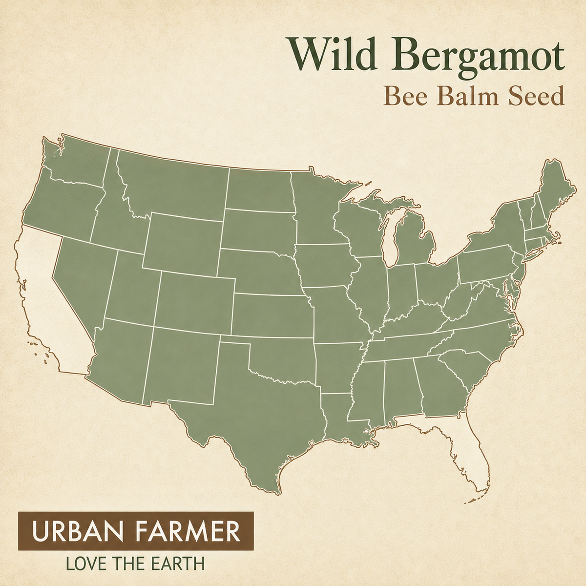 Wild Bergamot, Bee Balm Seed