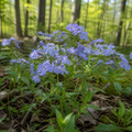 Wild Blue Phlox in nature