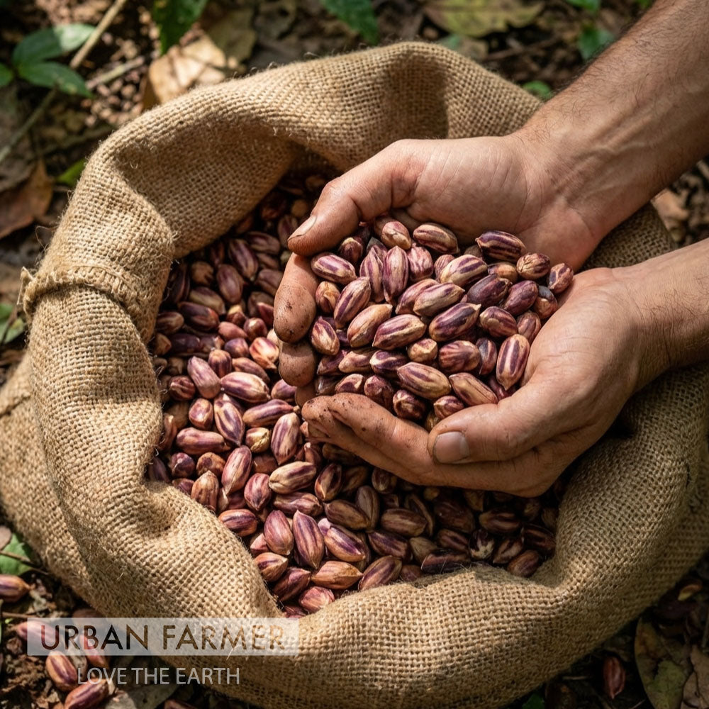 Wild Jungle, Peanut Seeds