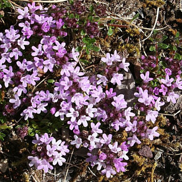Wild, Thyme Seeds