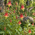 Wild, Columbine Seed