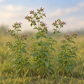 Wild Four O'Clock, Mirabilis Seeds