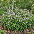 Wild, Geranium Seed