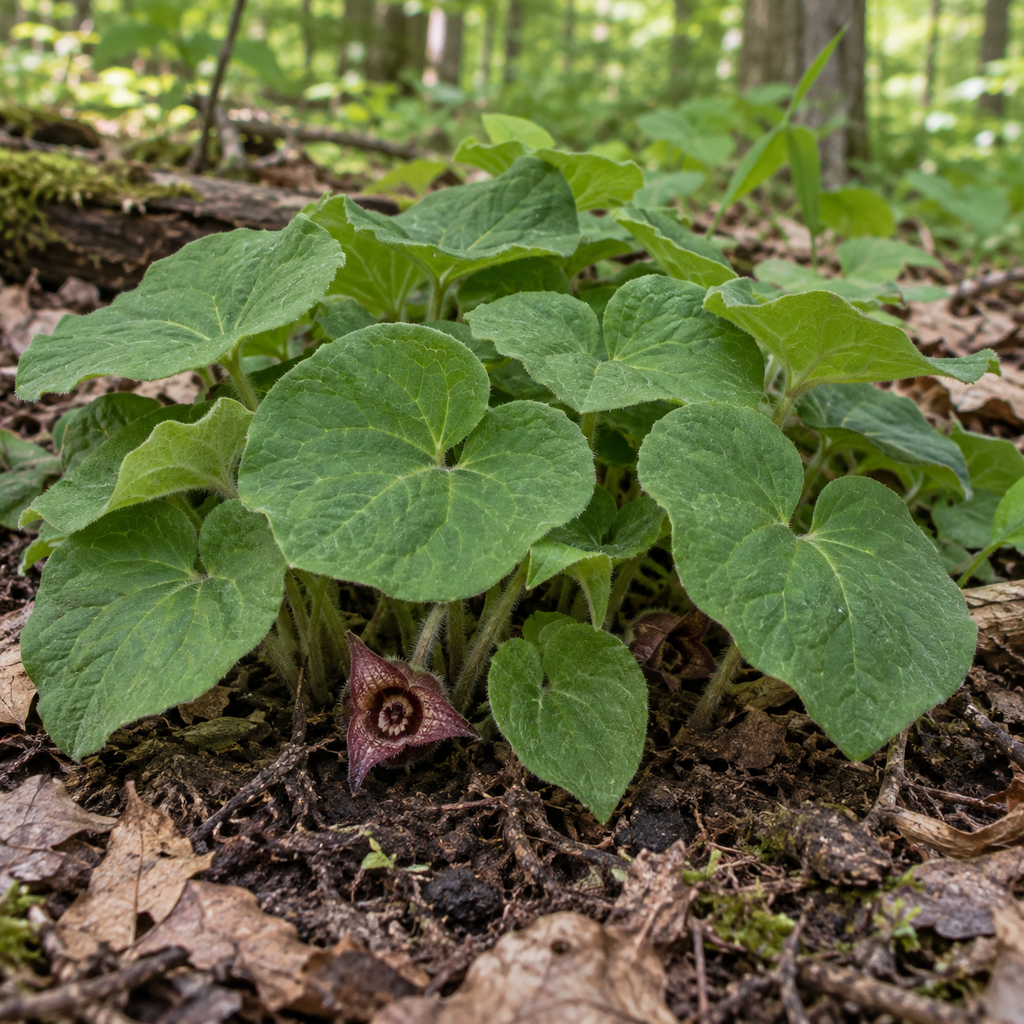 Wild Ginger, Asarum Seeds