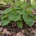 Wild Ginger, Asarum Seeds