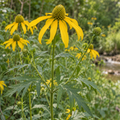 Wild Golden Glow, Rudbeckia Seeds