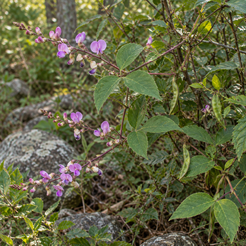 Wild Kidney Bean, Phaseolus Seeds
