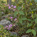 Wild Kidney Bean, Phaseolus Seeds