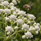 Wild Quinine, Parthenium Seed