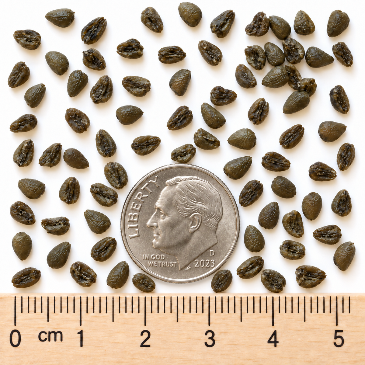 Wild Ginger, Asarum Seed