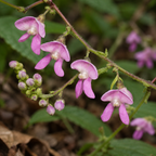 Wild Kidney Bean, Phaseolus Seed