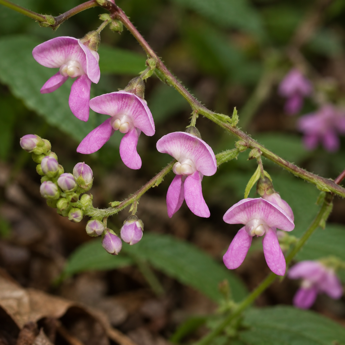 Wild Kidney Bean, Phaseolus Seed