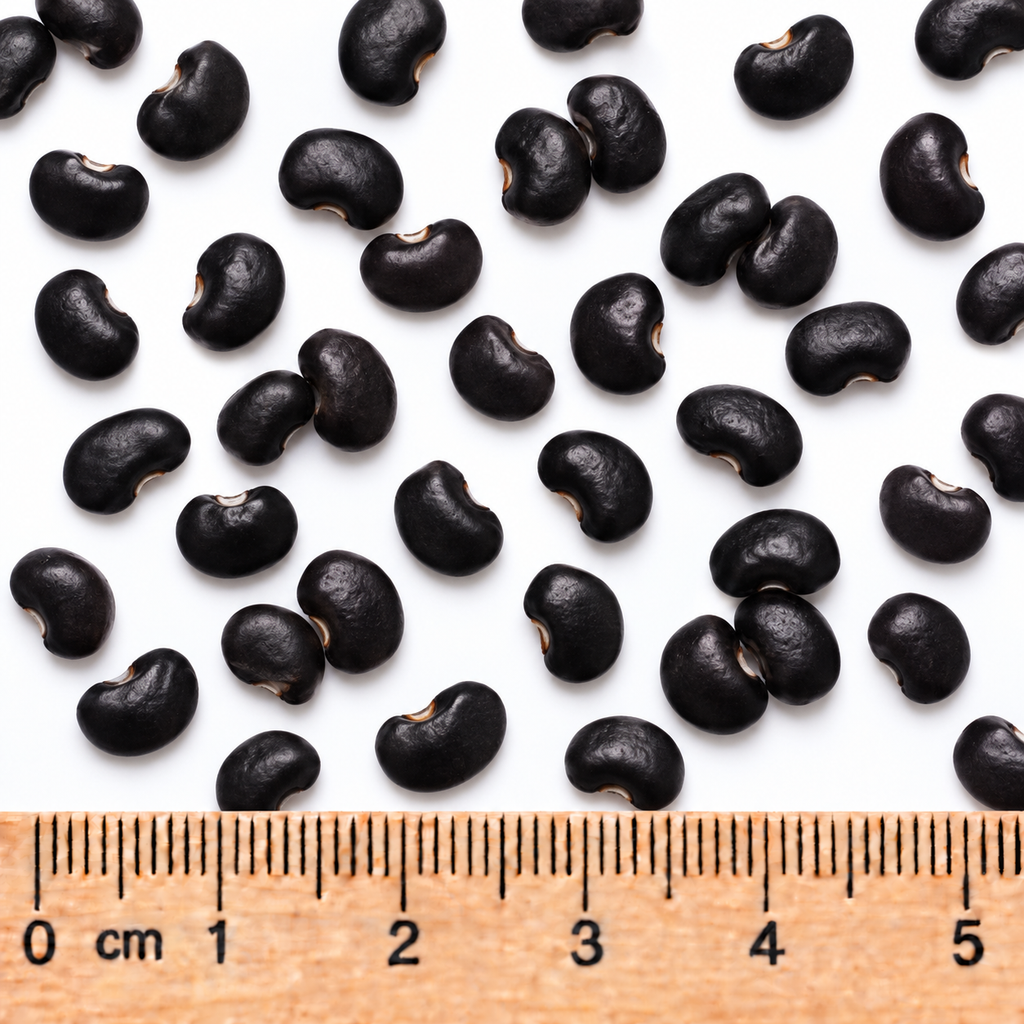 Wild Kidney Bean, Phaseolus Seed