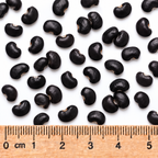 Wild Kidney Bean, Phaseolus Seed