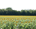 Wildlife Sunflower, Grains