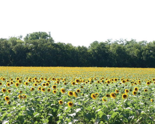 Wildlife Sunflower, Grains