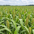 Wildlife Grain, Sorghum Seed