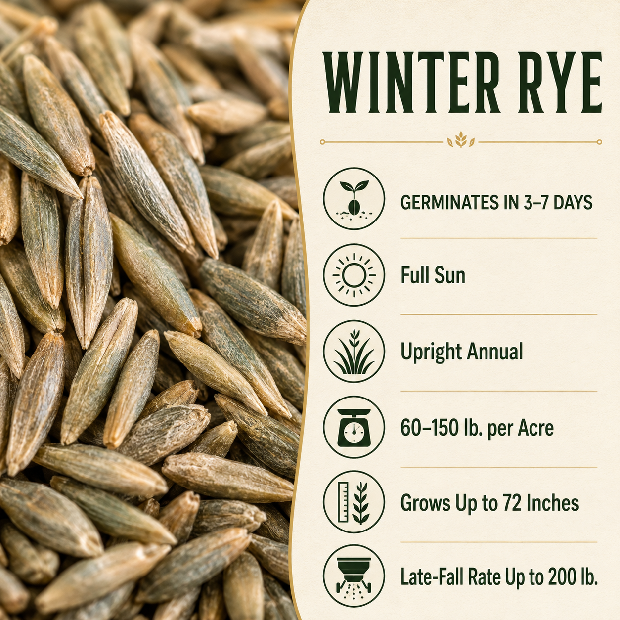Winter Rye growing guide and seed