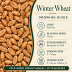 Winter Wheat growing guide and seed