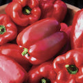 Wisconsin Lakes, Pepper Seeds