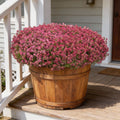 Wonderland Deep Rose, Alyssum