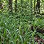 Wood Reed Grass, Ornamental Grass Seed